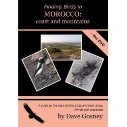 Finding birds in Morocco:...